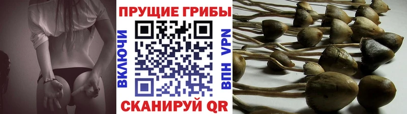 Купить  Советский  Галлюциногенные грибы GOLDEN TEACHER 